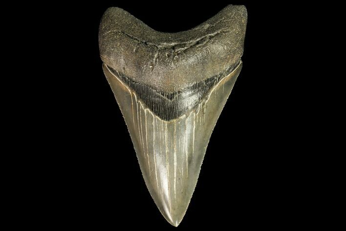 Serrated, Fossil Megalodon Tooth - Dagger! #78208
